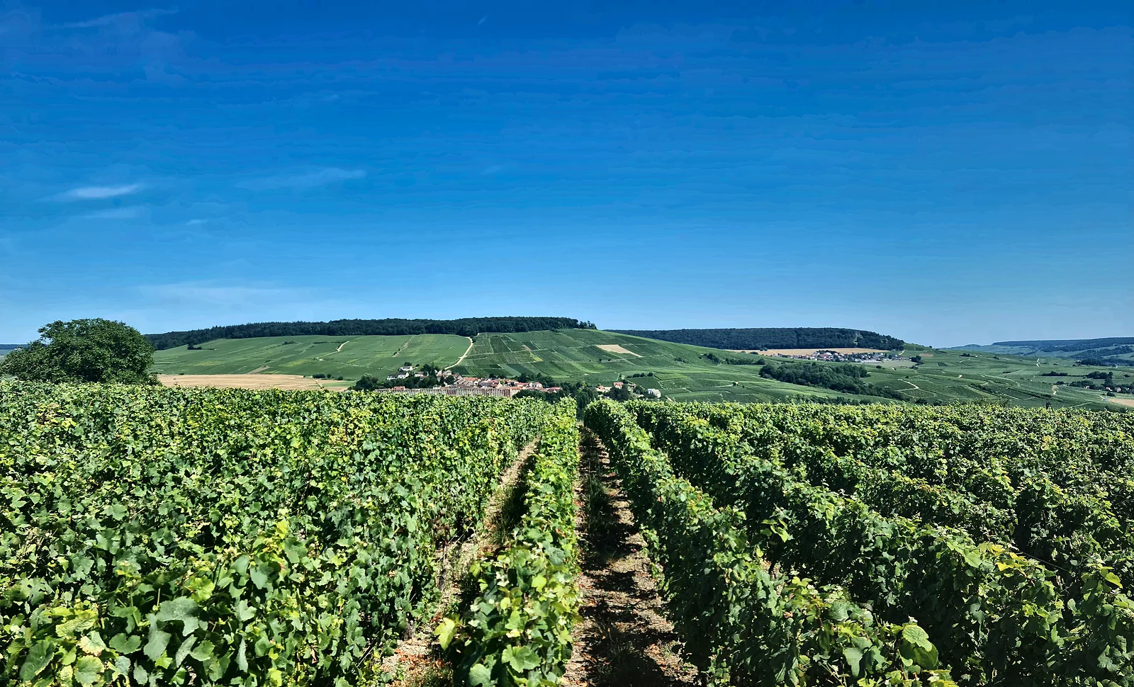 Vignobles de Champagne